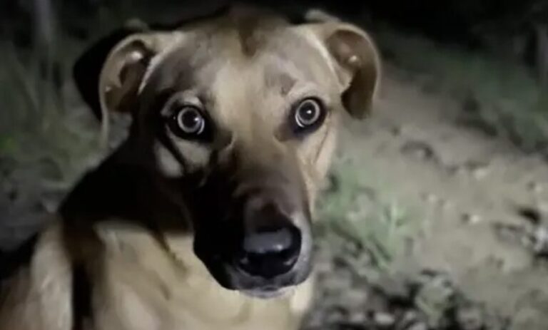 Nous pensions qu’un chien errant s’était approché de notre campement la nuit, affamé, mais il s’est avéré qu’il était venu nous secourir.