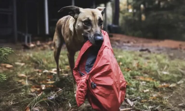 Quatre ans après la disparition de mon mari, un chien m’a rapporté la veste qu’il portait le jour de sa disparition.