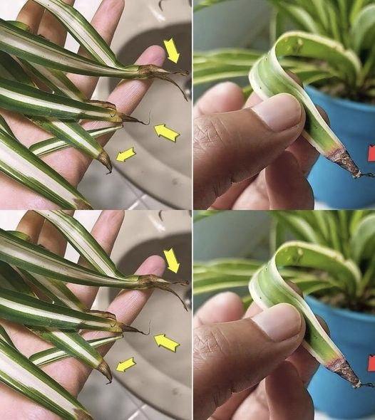 Pourquoi les plantes d’intérieur ont-elles les bouts des feuilles bruns ?